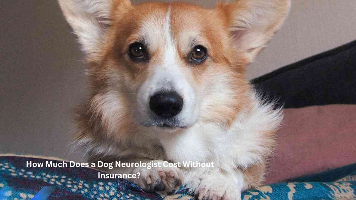 How Much Does a Dog Neurologist Cost Without Insurance