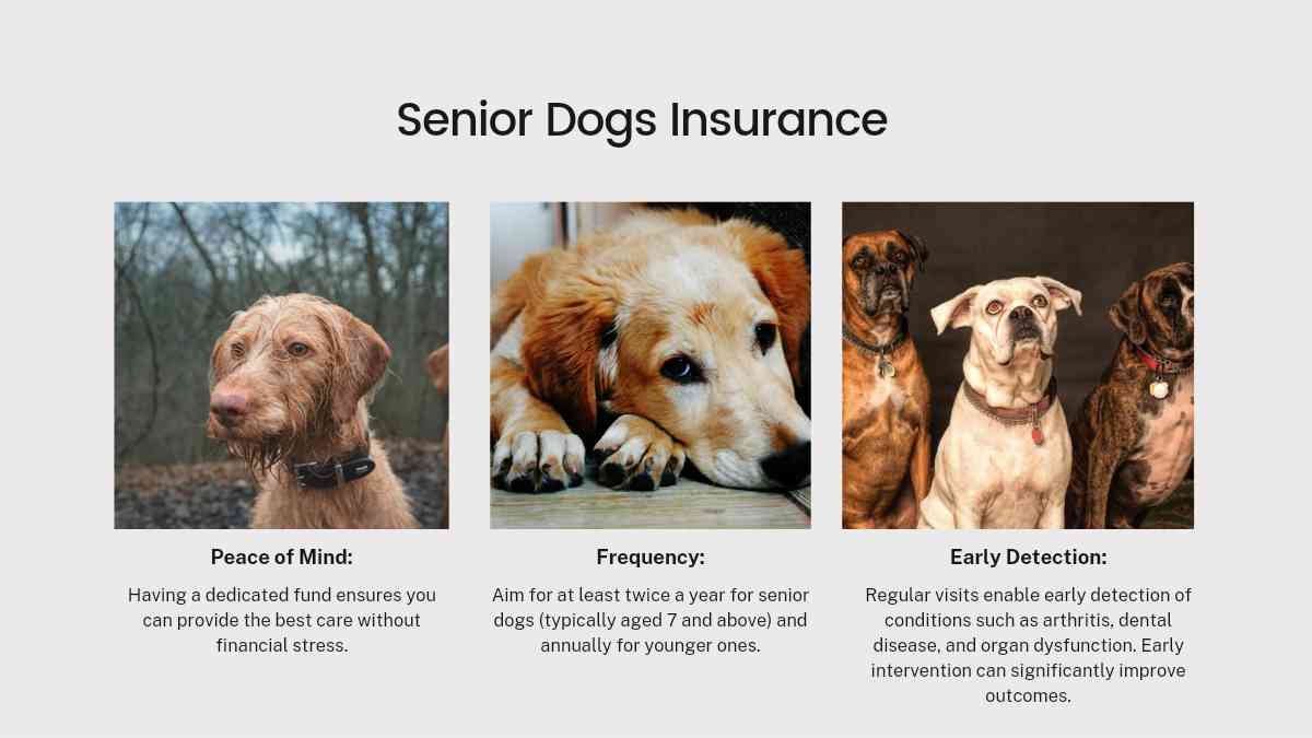 Affordable Pet Insurance for Senior Dogs