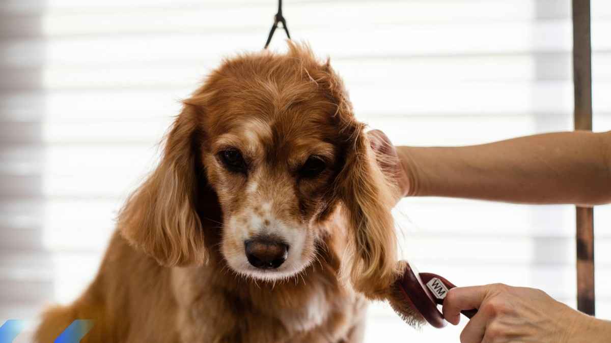 How to Choose the Right Dog Grooming Liability Insurance